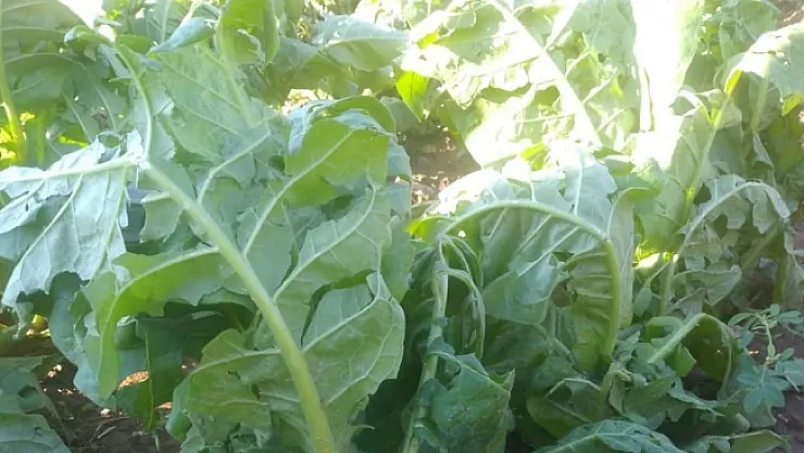 Dolu yağışı tütün tarlasını vurdu! &quotGeçim kaynağımız tütün gitti "