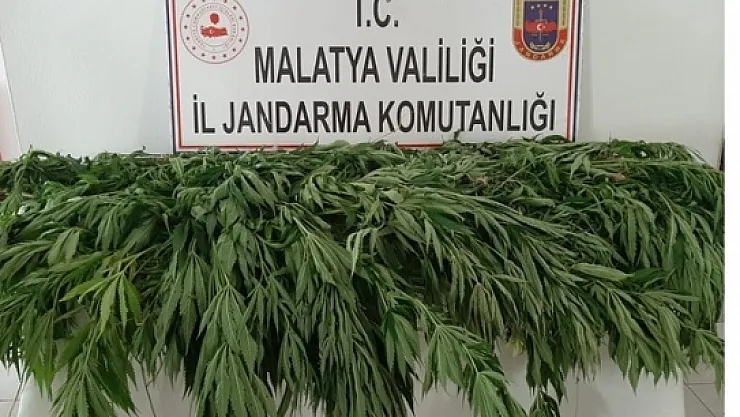 Hazine arazisine kenevir eken şahıs yakalandı!