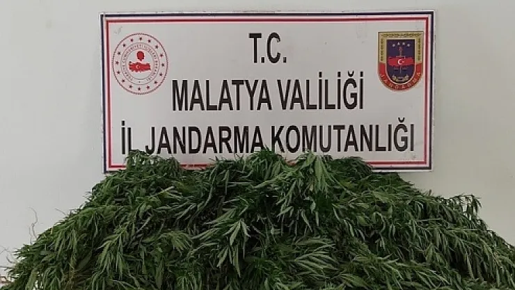 Kaçak kenevir ekenlere operasyon: 2 gözaltı!