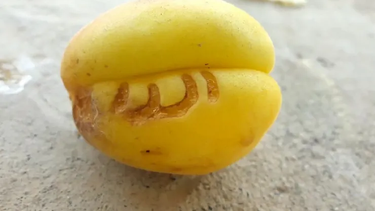 Kayısıda Arapça 'Allah' yazısı görenleri şaşkına çevirdi