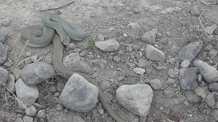 Malatya'da yılan uyarısı! Vatandaşlar tedirgin!...