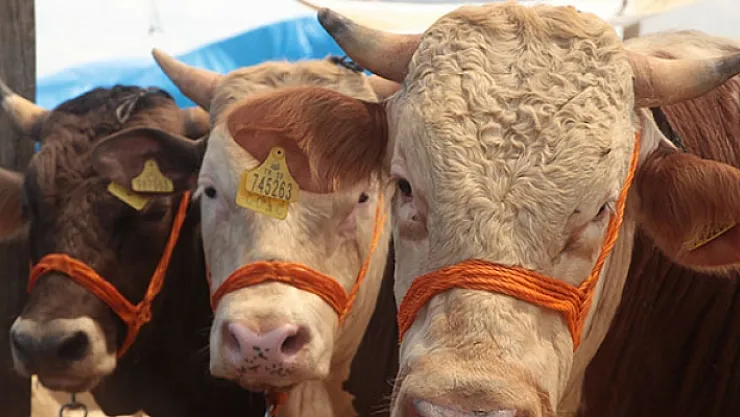 Malatya Büyükşehir'den kurban kesim kursu