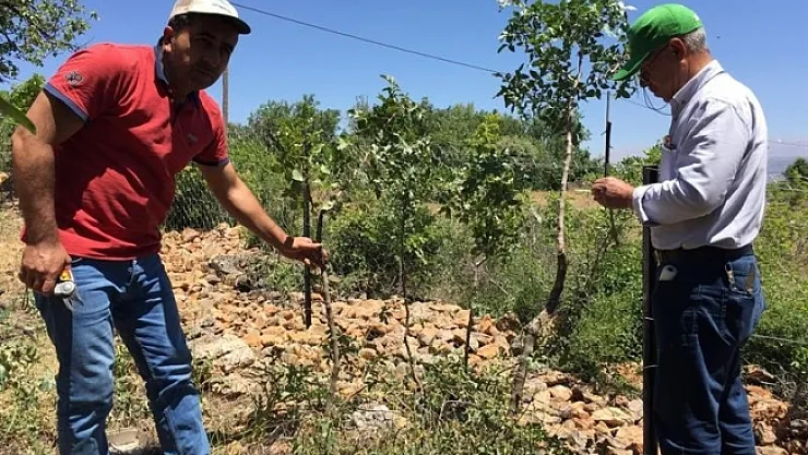 Malatya'da antep fıstığı yaygınlaştırılıyor
