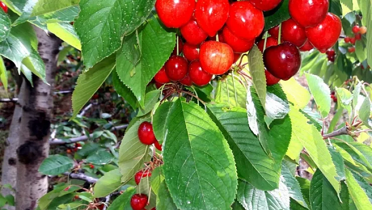Malatya'da kiraz hasadında sona doğru