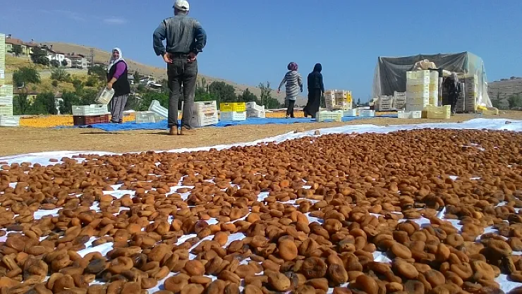'Sarı'nın kahverengine yolculuğu