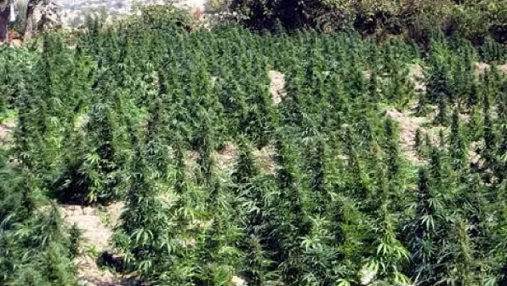 Hazine arazisine 11 bin kök kaçak kenevir ekti, yakalandı!