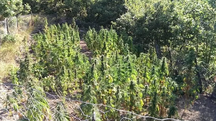 Hazine arazisine kenevir ekince yakayı ele verdi