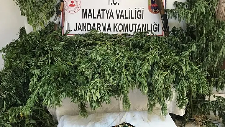 Malatya'da kaçak kenevir operasyonu: 2 gözaltı