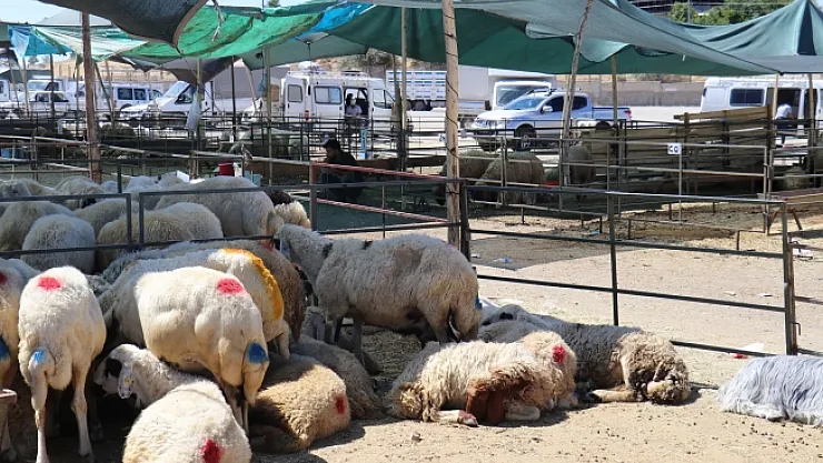 Malatya'da küçükbaş kurbanlıklara rağbet az oldu