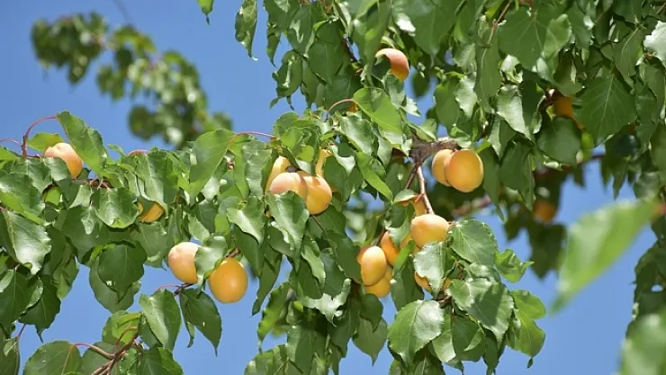 Sarı altın hasadında sona doğru...