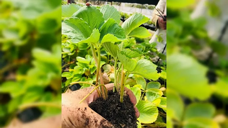 Ata tohumlarından ilaçsız doğal ürünler üretiliyor