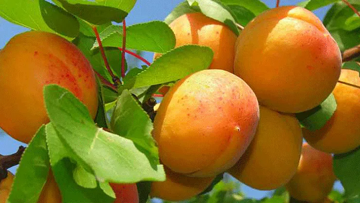 Çiftçilere verilen monilya desteği...CHP'li Kiraz &quotTespitte ve dağıtımda sıkıntı var"