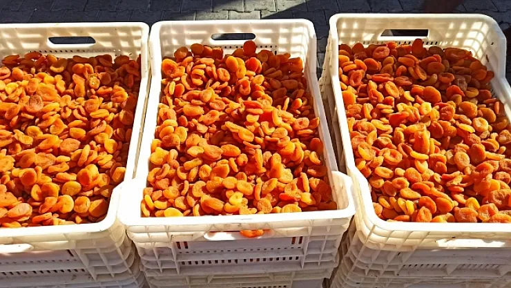 Kayısı üreticilerinden TMO'nun alım fiyatı değerlendirmesi