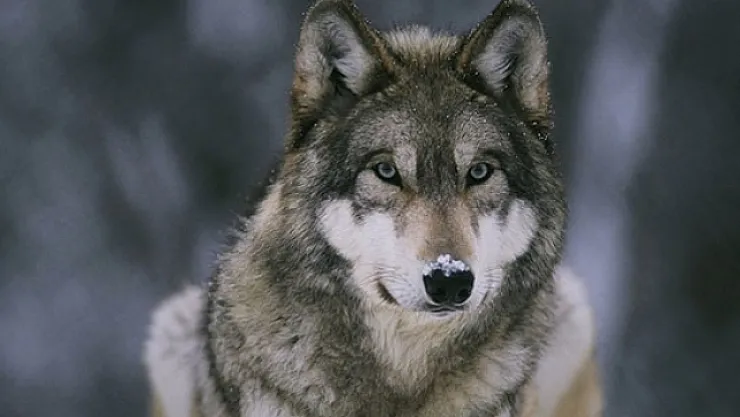 Kurtların saldırdığı 16 küçükbaş hayvan telef oldu