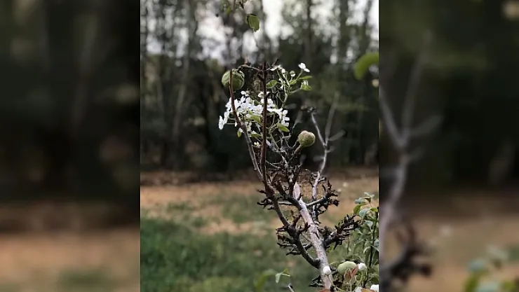 Armut ağacı Ekim'de çiçek açtı
