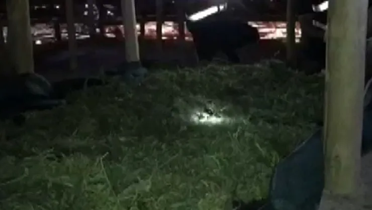 Jandarmadan zehir tacirlerine operasyon! Çatıyı esrar üretim üssüne çevirmişler!