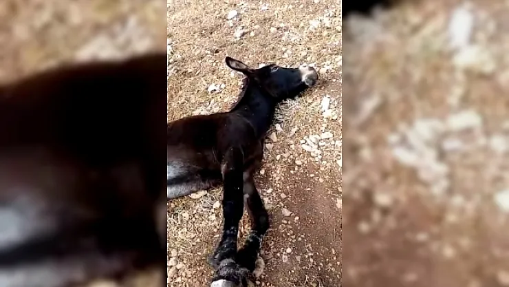Malatya'da &quotböyle vicdansızlık olmaz&quot dedirten görüntü!