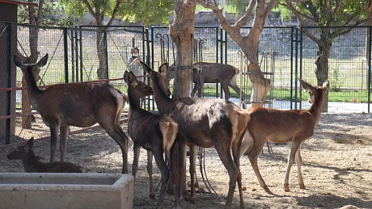 Malatya Hayvanat Bahçesi 7 ay sonra kapılarını yeniden açtı