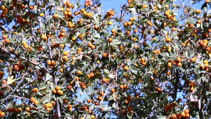 Şifa deposu 'Alıç' hasadı başladı