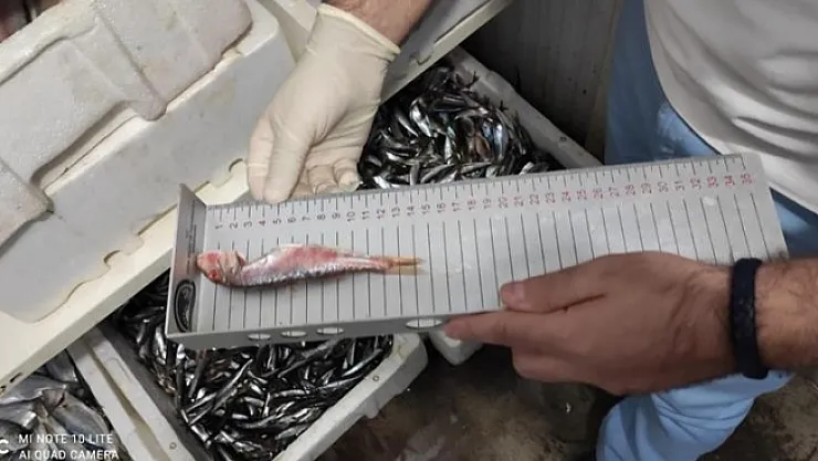 Su ürünleri satanlara sıkı takip! Müdürlük göz açtırmıyor