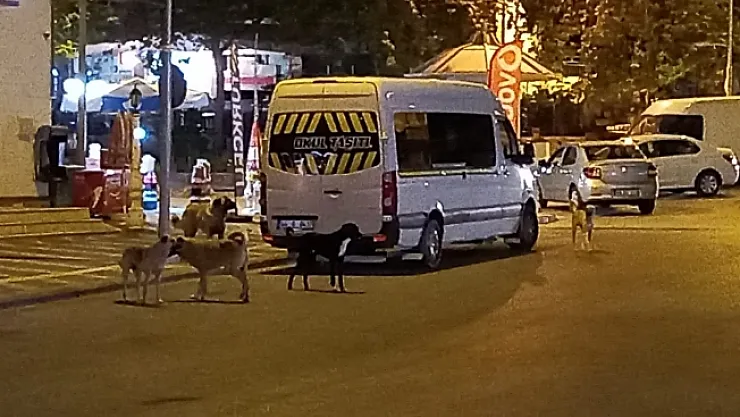 Sürü halinde gezen köpekler korku salıyor