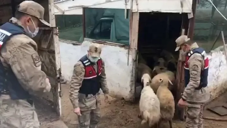 18 hayvanı çalındı, jandarma şüphelileri yakaladı