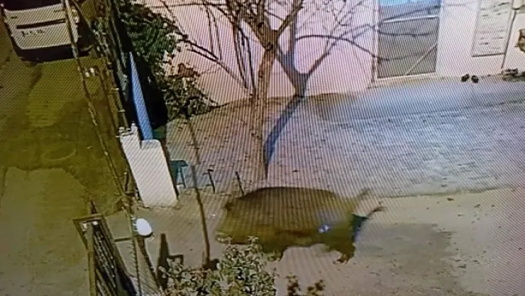 Darende'de aç kalan domuzlar şehre indi