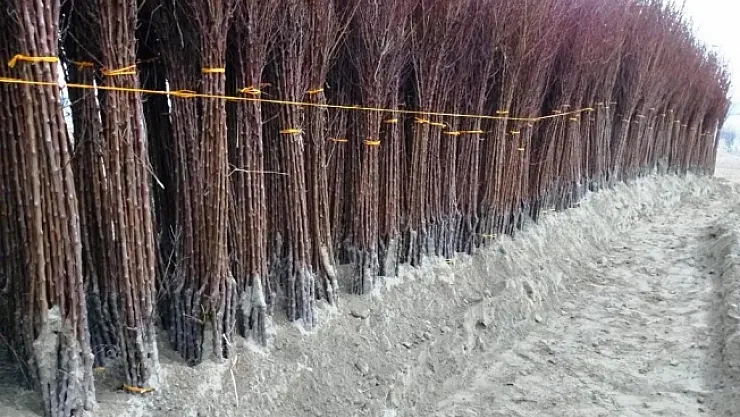 Kayısıda fiyatlar yükseldi, fidan satışları arttı