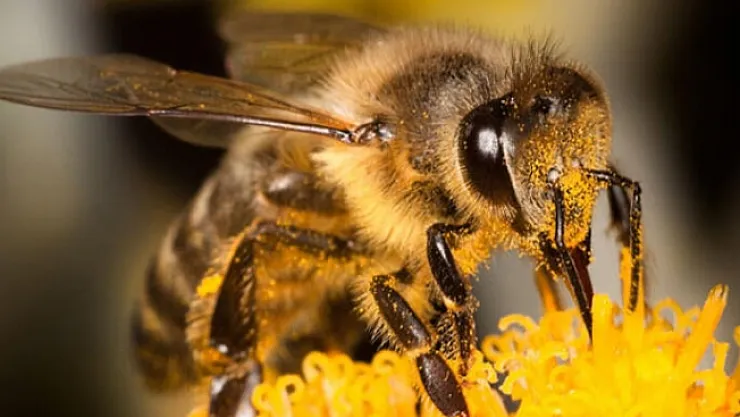 Koronaya iyi geldiğini düşünerek bal arılarına kendilerini ısırtıyorlar!
