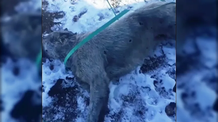 Vicdansızlığın böylesi! Sokak köpeği silahla vurulmuş halde bulundu
