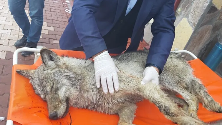  Yaralı kurt, hayvan bakımevinde tedavi altına alındı