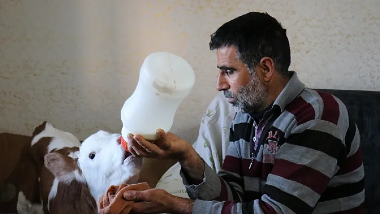 Erken doğan buzağısına evinde bebekler gibi bakıyor