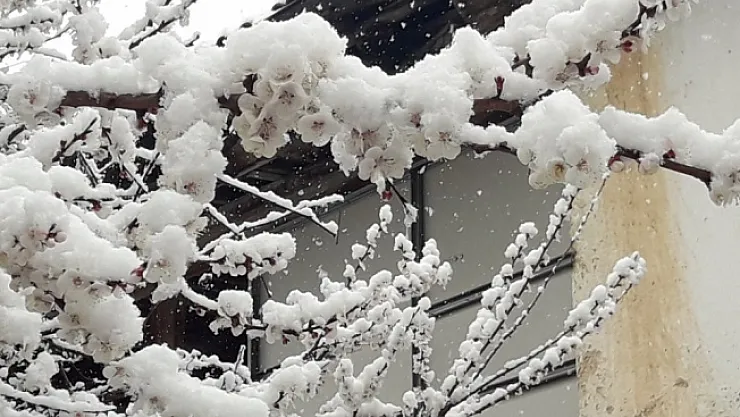 Kayısıda zirai don endişesi! Çiftçiler elleri yüreklerinde bekliyor!