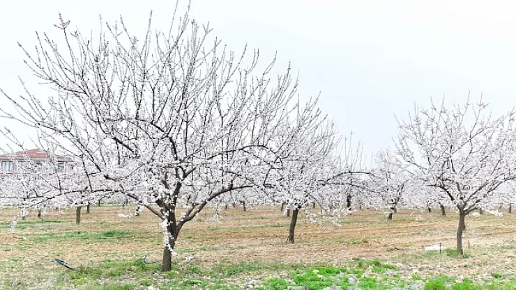 Malatya beyaz gelinliğini giydi...