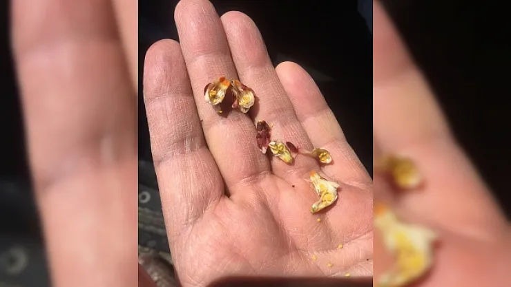 Akçadağ'da kayısıdaki zirai don hasara yol açtı