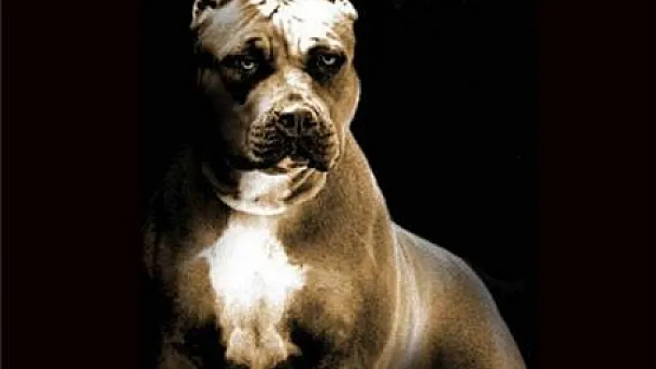 Jandarmadan pitbull operasyonu
