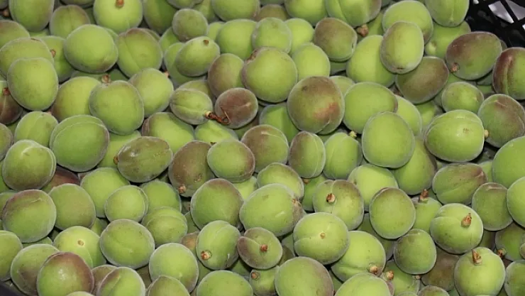 Kayısı kenti Malatya'da Mut kayısısı satılıyor