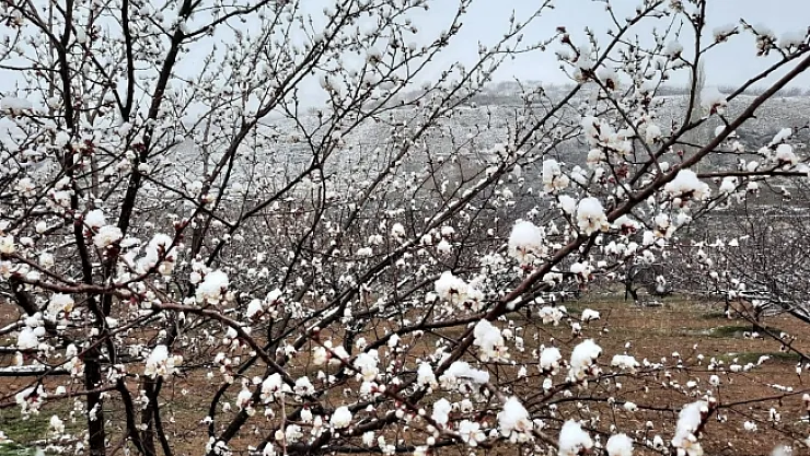 Kuluncak'ta kar yağışı kayısı üreticilerini endişelendiriyor
