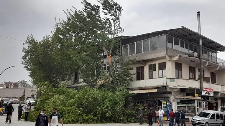 Malatya'da şiddetli rüzgar ağaçları devirdi