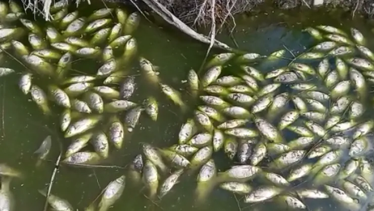 Baraj kapakları kapatılınca çaydaki balıklar telef oldu