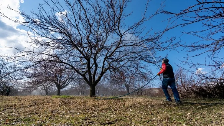 Çiftçiler dikkat! Kayısıda kabuklu bit tehlikesi!