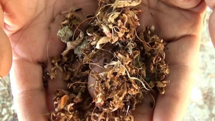 &quotKiraz rekoltesi yüzde 90-95 seviyesinde düştü"