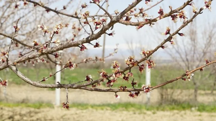 Malatya'da kayısıyı zirai don vurdu