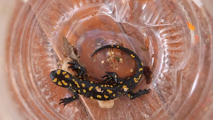 Sarı benekli semenderi koruma altına aldı