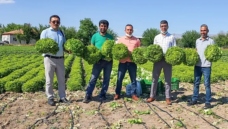 Tarladan tüketiciye sebze