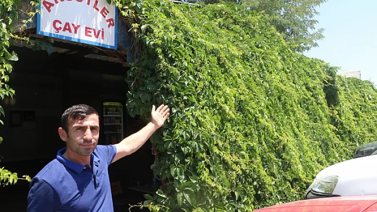 6 yıl önce dikti, şimdilerde görenleri mest ediyor…