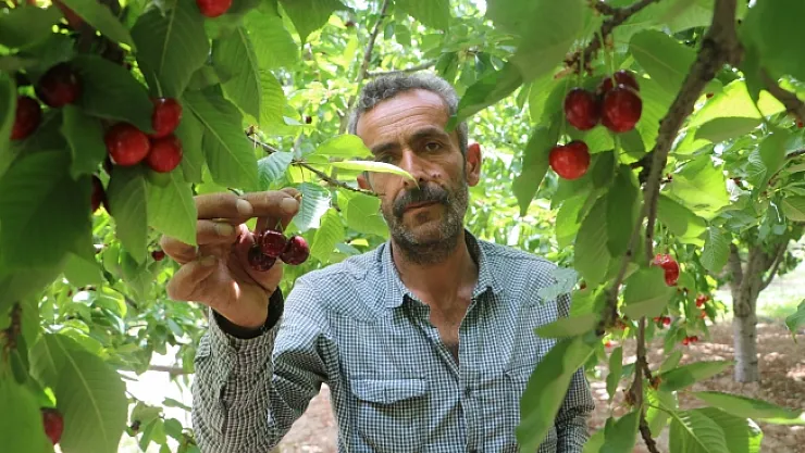 Dalbastı kirazında hasat başladı, rekolte düşük!