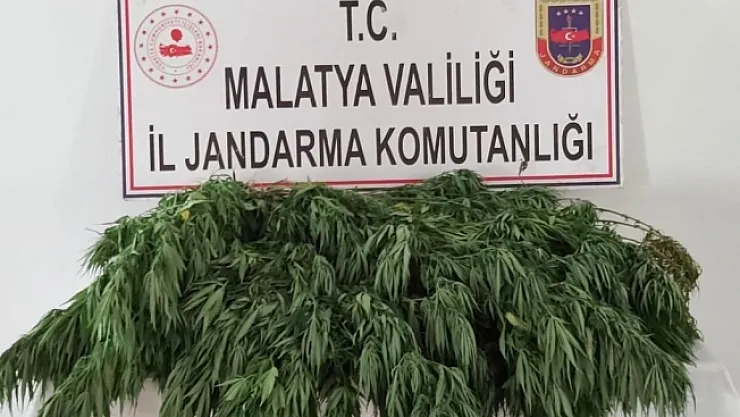 Jandarma adım adım takipte! 400 kök Hint keneviri ele geçirildi