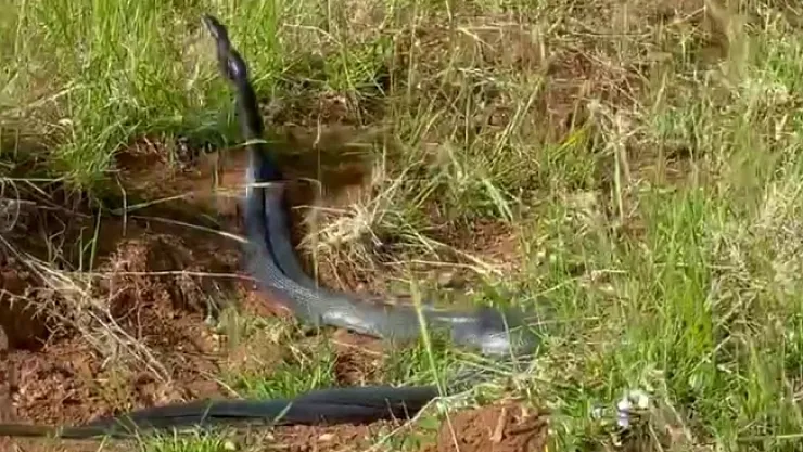 Kayısı bahçesinde yılan dansı! Boyları 2 metre!