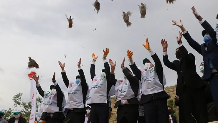 Keneyle mücadelede etkin rol oynayan keklikler, doğaya salındı